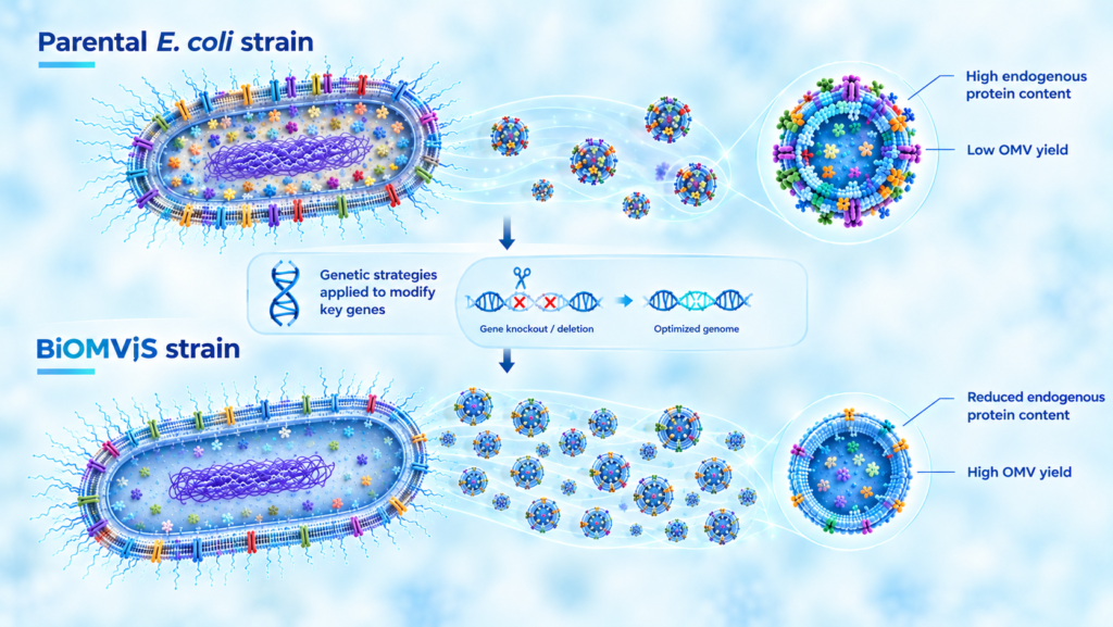 Engineered OMV-Producing Strains